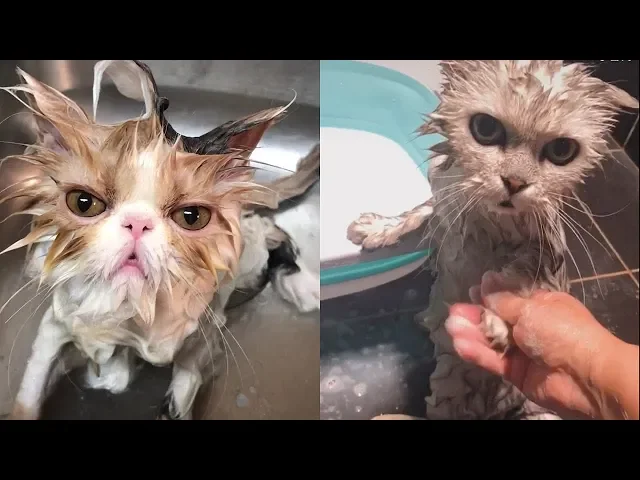 cat s reaction to bathing funny and cute cats compilation 2020 - cutevn animal